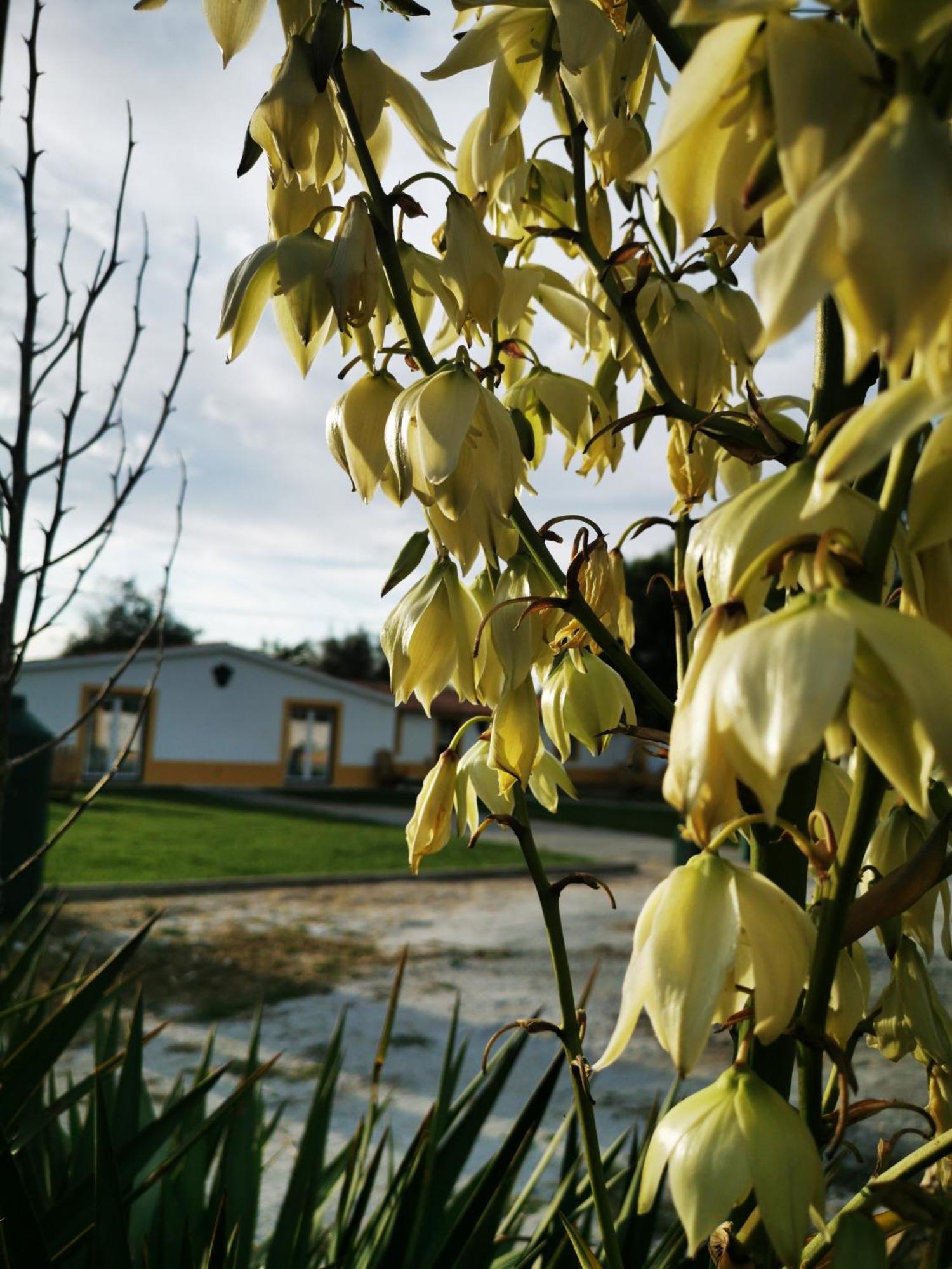 Quinta Do Louredo - Evora Évora Exterior foto
